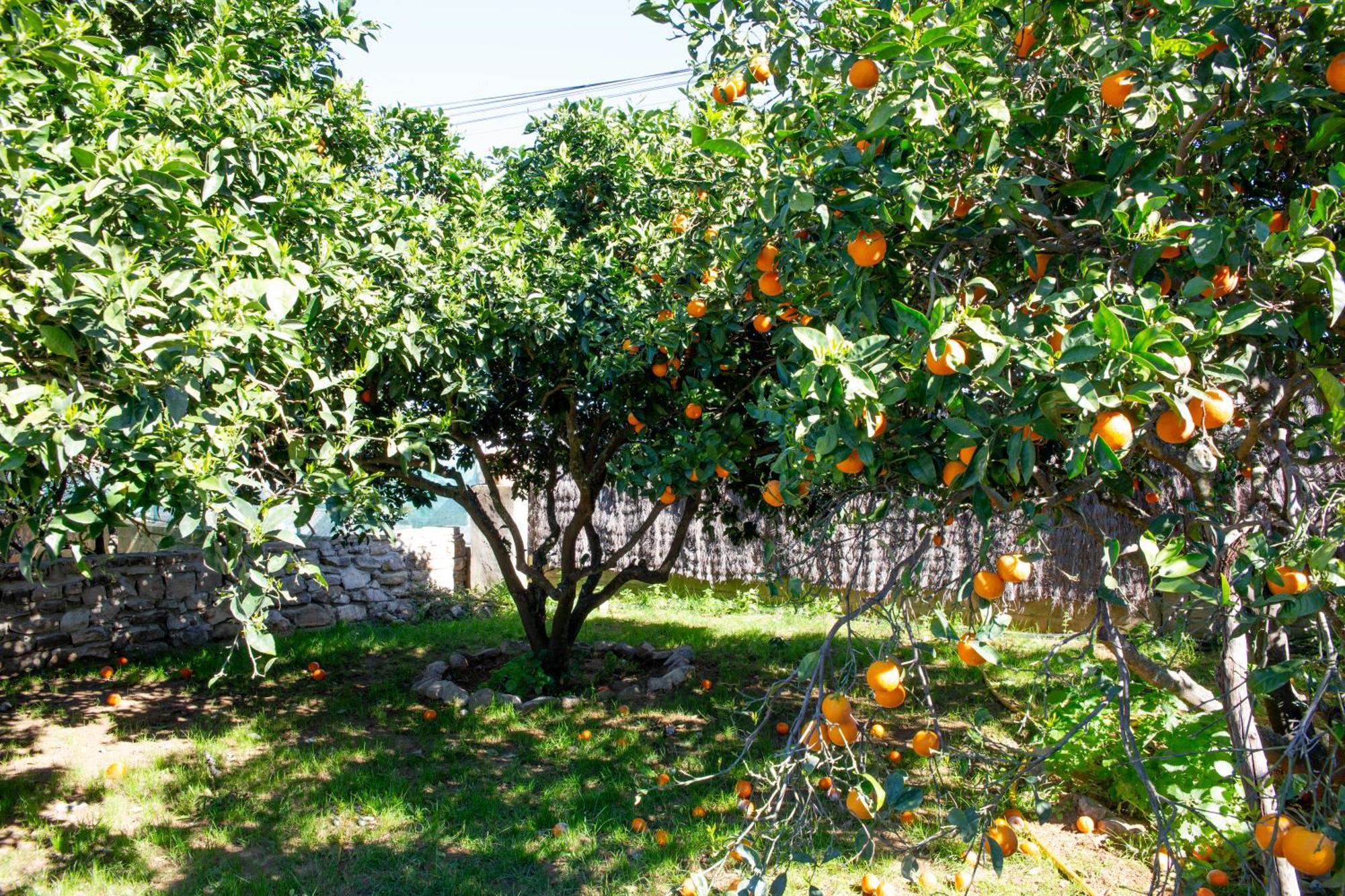 Casa Rural Con Piscina Y Jacuzzi En Conil De La Frontera Villa Cádiz Exterior foto